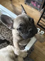 Mr T, a male French Bulldog for sale in Ossipee, NH – 1 of 2