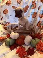 Fawn Male, a male French Bulldog for sale in Ossipee, NH – 3 of 3