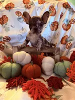  Merle Female, a female French Bulldog for sale in Ossipee, NH – 2 of 5