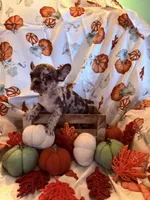  Merle Female, a female French Bulldog for sale in Ossipee, NH – 4 of 5