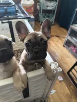 Mr T, a male French Bulldog for sale in Ossipee, NH – 2 of 2