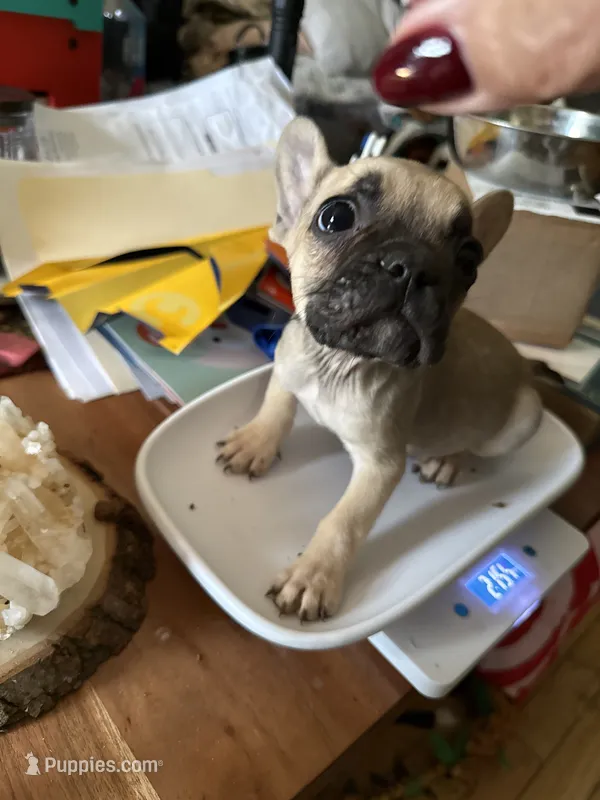 Fawn Male – French Bulldog puppy for sale in Ossipee, NH