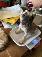 Fawn Male, a male French Bulldog for sale in Ossipee, NH – 1 of 1
