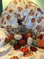 Fawn Male, a male French Bulldog for sale in Ossipee, NH – 3 of 3