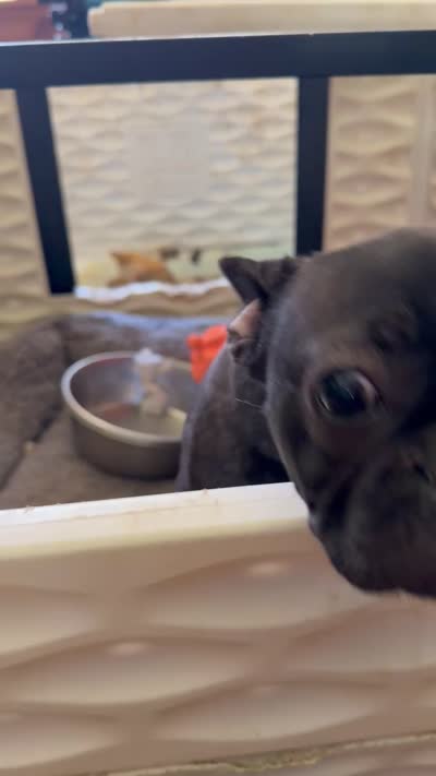 Joline, a female French Bulldog for sale in Ossipee, NH – 6 of 6