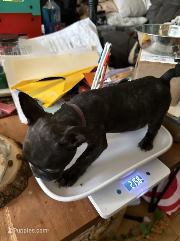 Black Brindle Female – French Bulldog puppy for sale in Ossipee, NH