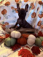 Brindle Male, a male French Bulldog for sale in Ossipee, NH – 3 of 4