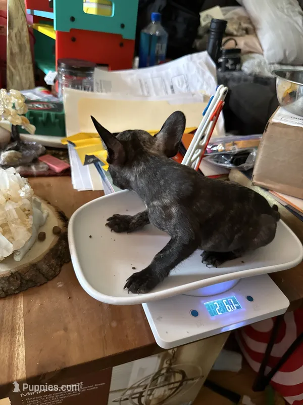 Brindle Male – French Bulldog puppy for sale in Ossipee, NH