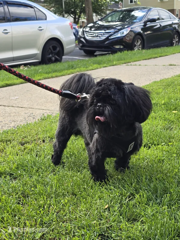 Lui – Shih Tzu puppy for sale in Reading, PA