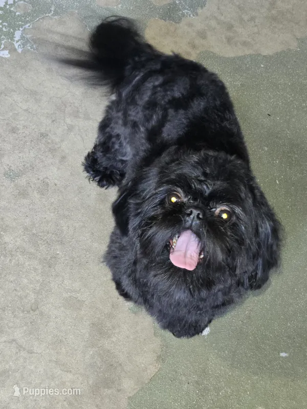 Lui – Shih Tzu puppy for sale in Reading, PA