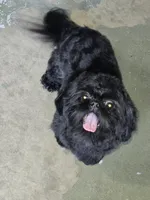 Lui, a male Shih Tzu for sale in Reading, PA – 4 of 4