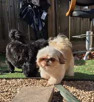 Khali, a female Shih Tzu for sale in Reading, PA – 1 of 3