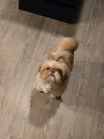 Khali, a female Shih Tzu for sale in Reading, PA – 2 of 3