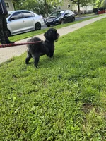 Lui, a male Shih Tzu for sale in Reading, PA – 2 of 4