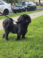 Lui, a male Shih Tzu for sale in Reading, PA – 3 of 4