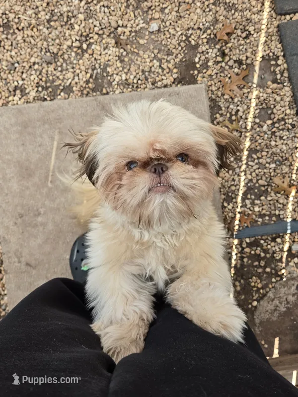 Khali – Shih Tzu puppy for sale in Reading, PA
