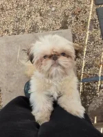 Khali, a female Shih Tzu for sale in Reading, PA – 3 of 3