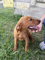 Rosie , a female Goldador for sale in Victoria, TX – 3 of 5