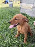 Rosie , a female Goldador for sale in Victoria, TX – 2 of 5