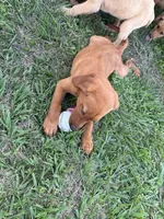 Peanut, a female Goldador for sale in Victoria, TX – 2 of 4