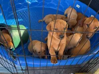 Sweet Pea, a female Goldador for sale in Victoria, TX – Photo 10 of 10