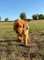 Sweet Pea, a female Goldador for sale in Victoria, TX – Photo 6 of 10