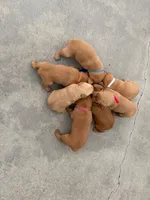 Sweet Pea, a female Goldador for sale in Victoria, TX – Photo 4 of 10