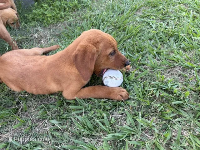 Peanut – Goldador puppy for sale in Victoria, TX