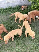 Rosie , a female Goldador for sale in Victoria, TX – 4 of 5