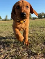 Sweetie, a female Goldador for sale in Victoria, TX – Photo 6 of 10