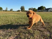 Sweetie, a female Goldador for sale in Victoria, TX – Photo 4 of 10