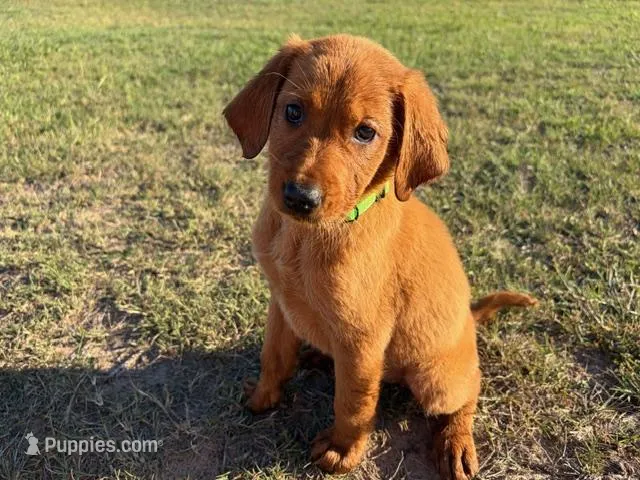 Sweetie – Goldador puppy for sale in Victoria, TX