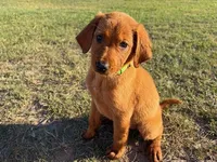 Sweetie, a female Goldador for sale in Victoria, TX – Photo 1 of 10
