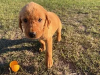 Sweetie, a female Goldador for sale in Victoria, TX – Photo 3 of 10
