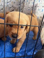 Sweetie, a female Goldador for sale in Victoria, TX – Photo 10 of 10