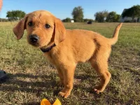 Merril , a male Goldador for sale in Victoria, TX – Photo 6 of 10