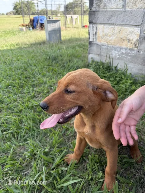 Rosie  – Goldador puppy for sale in Victoria, TX