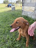 Rosie , a female Goldador for sale in Victoria, TX – 1 of 5