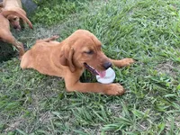 Peanut, a female Goldador for sale in Victoria, TX – 3 of 4