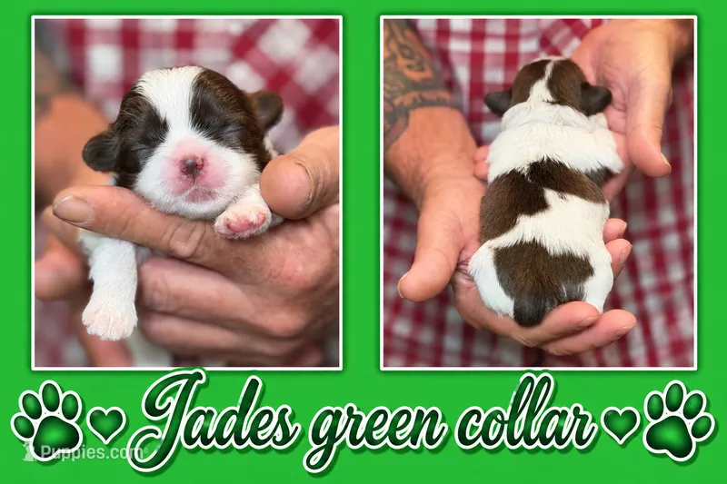 green collar – Shih Tzu puppy for sale in Berkeley Springs, WV