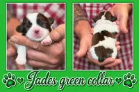 green collar, a male Shih Tzu for sale in Berkeley Springs, WV – 1 of 1