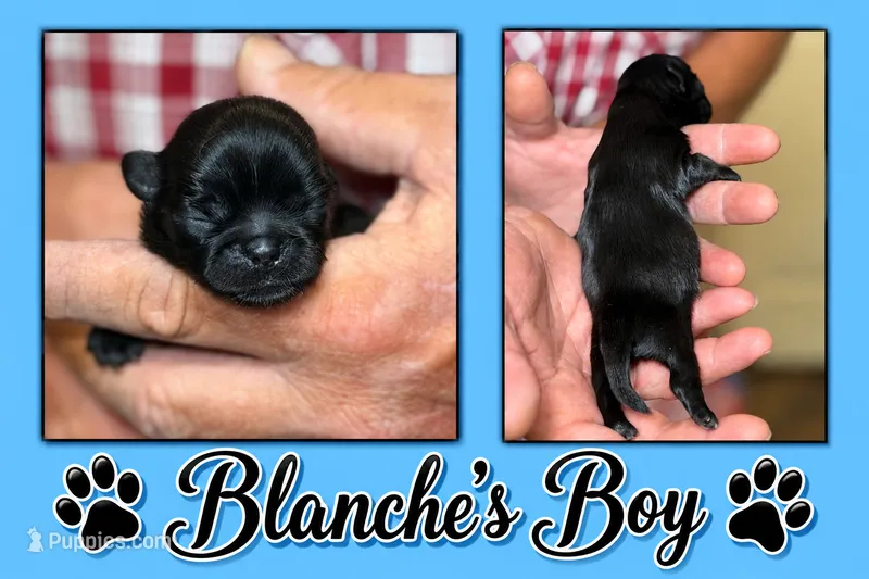 blue collar – Shih Tzu puppy for sale in Berkeley Springs, WV