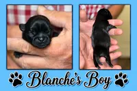 blue collar, a male Shih Tzu for sale in Berkeley Springs, WV – 1 of 1