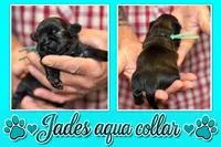 aqua collar, a male Shih Tzu for sale in Berkeley Springs, WV – 1 of 1