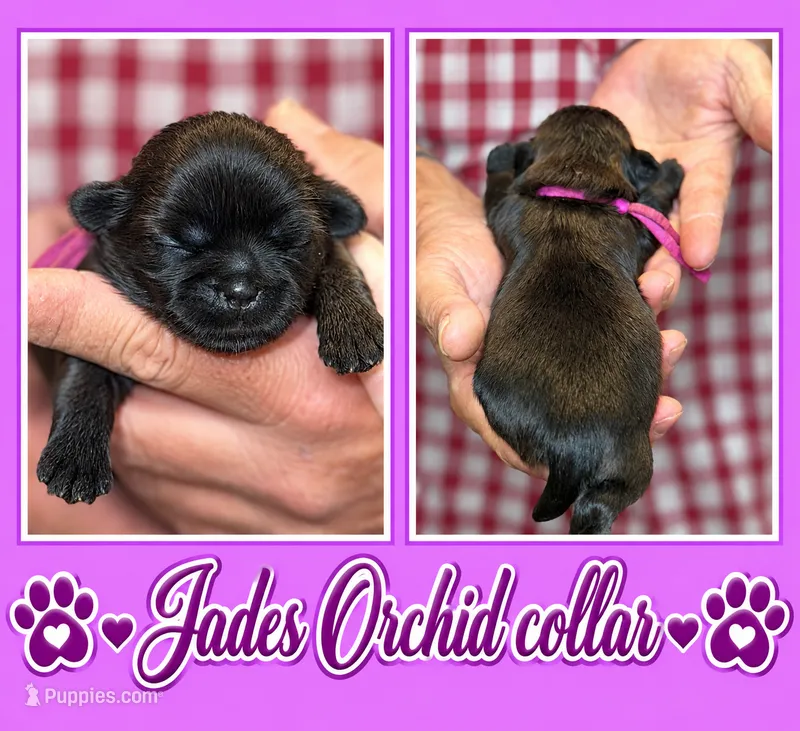 orchid collar – Shih Tzu puppy for sale in Berkeley Springs, WV