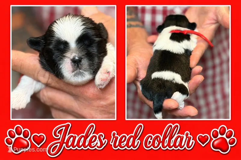 red collar – Shih Tzu puppy for sale in Berkeley Springs, WV