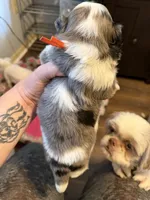 Merle Parti , a male Shih Tzu for sale in Berkeley Springs, WV – 3 of 4