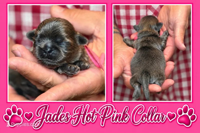 Hot Pink Collar – Shih Tzu puppy for sale in Berkeley Springs, WV