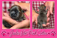 Hot Pink Collar, a female Shih Tzu for sale in Berkeley Springs, WV – 1 of 1