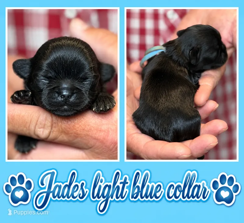 light blue collar – Shih Tzu puppy for sale in Berkeley Springs, WV